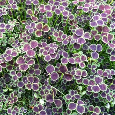 Trifolium repens 'Atropurpureum' - Dutch Clover (3.5" Pot)