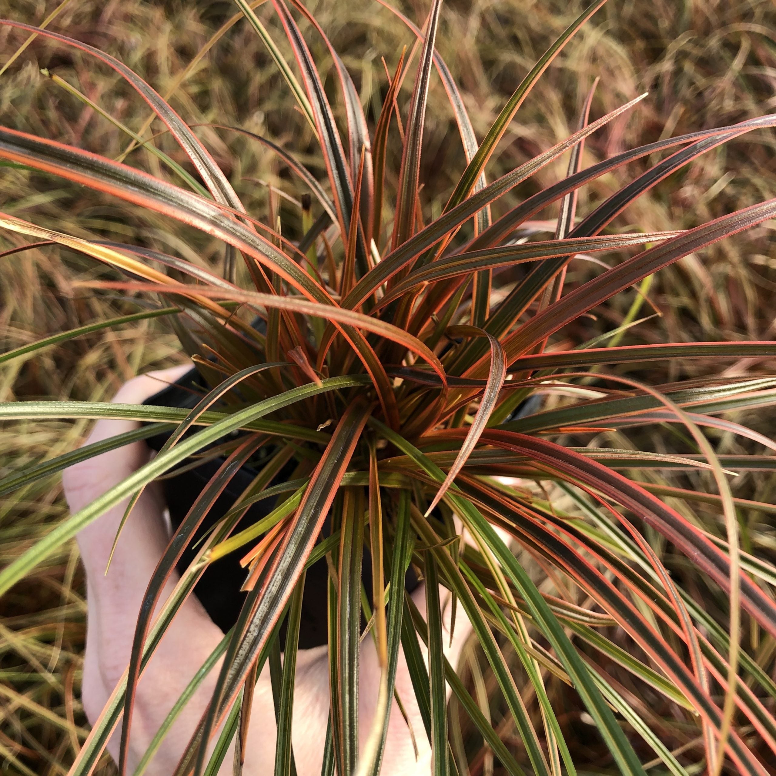 Uncinia rubra 'Belinda's Find' - Red Hook Sedge USPP #21,972 (3.5" Pot) - Image 2