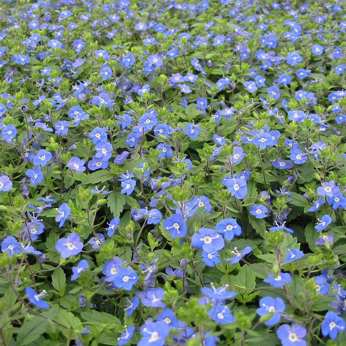 Veronica peduncularis 'Georgia Blue' - Speedwell (3.5" Pot) - Image 6