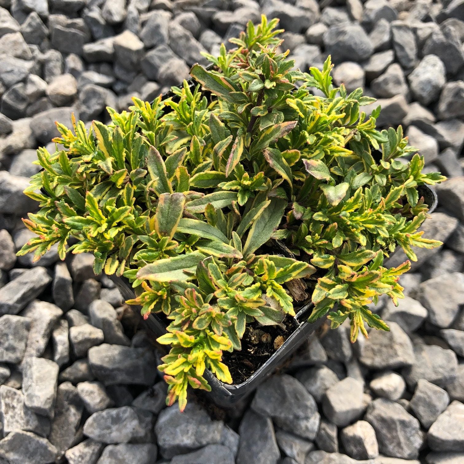 Veronica prostrata 'Goldwell' | Little Prince of Oregon Nursery