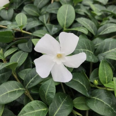 Vinca minor 'Alba' - Periwinkle (3.5" Pot)