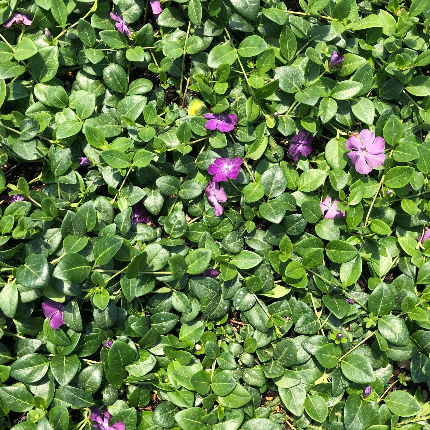 Vinca minor 'Atropurpurea' - Wine Periwinkle (3.5" Pot) - Image 4