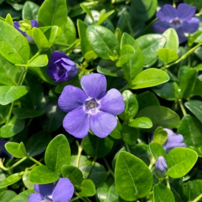 Vinca minor 'Bowles' - Blue Periwinkle (3.5" Pot)