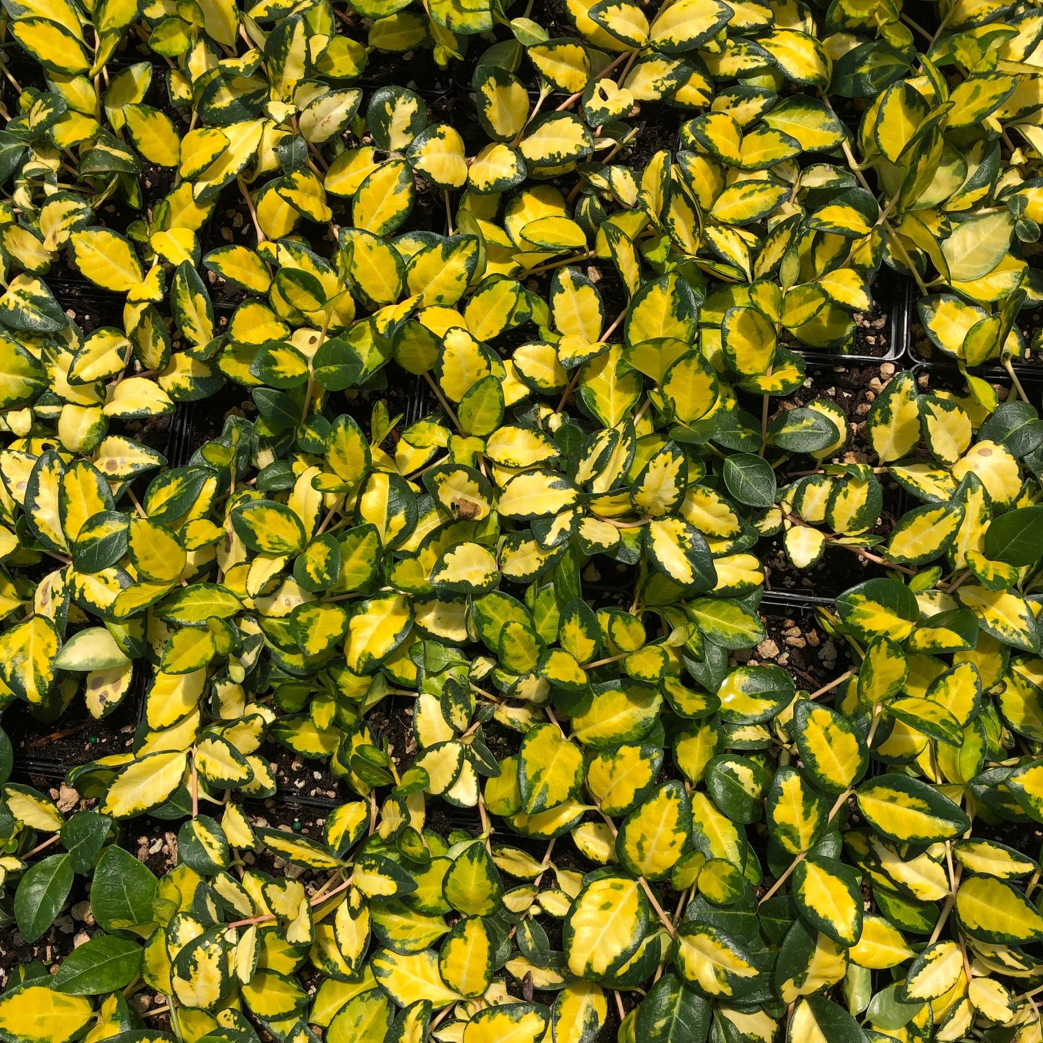 Vinca minor 'Illumination' - Periwinkle (3.5" Pot) - Image 2