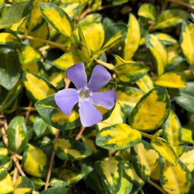 Vinca minor 'Illumination' - Periwinkle (3.5" Pot)