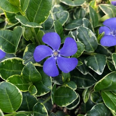 Vinca minor 'Ralph Shugert' - Periwinkle (3.5" Pot)