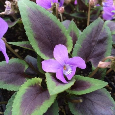 Viola 'Heartthrob' - Hardy Violet USPP #19,996 (4.5" Pot)