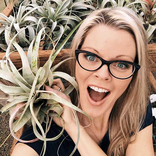 Air Plant - Tillandsia xerographica (One Plant) - Image 2