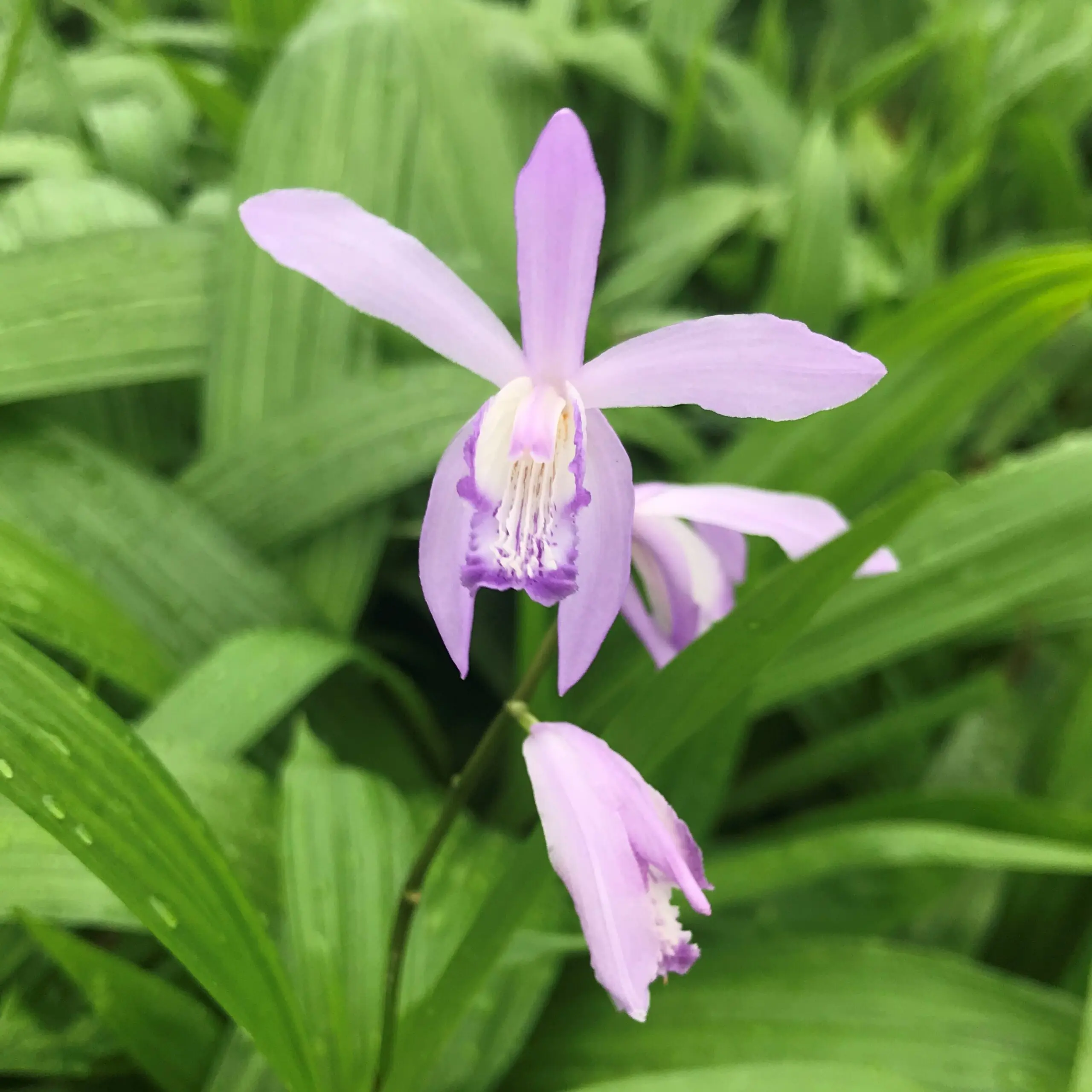 Bletilla striata 'Soryu' - Ground Orchid (4.5