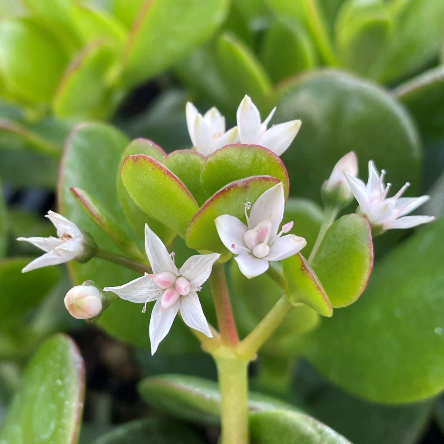 Crassula Ovata Common Jade Plant 2 Pot Little Prince Of Oregon Crassula Ovata Common Jade Plant 2 Pot Little Prince Of Oregon