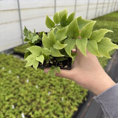 Cyrtomium fortunei var. Clivicola - Arching Japanese Holly Fern (3.5" Pot)