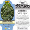 Pachysandra Terminalis Silver Edge Japanese Spurge 3 5 Pot Little Prince To Go