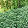 Pachysandra Terminalis Silver Edge Japanese Spurge 3 5 Pot Little Prince To Go