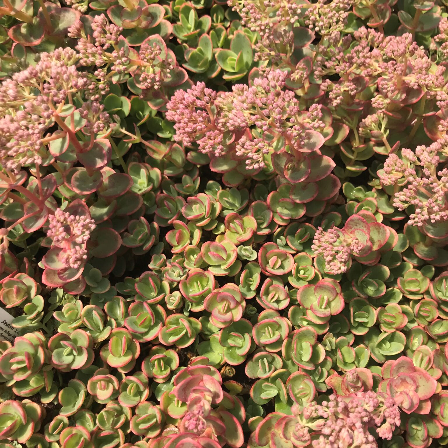 Sedum Sunsparkler® 'Lime Zinger' PP# 24,632 - Stonecrop (3.5" Pot