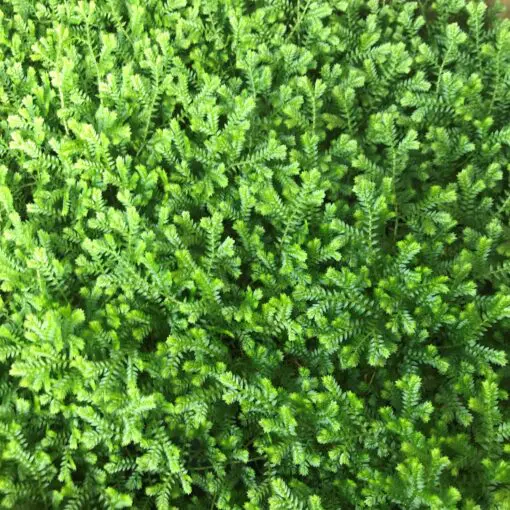 Selaginella kraussiana - Green Spikemoss