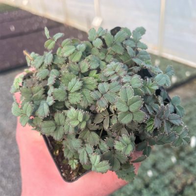 Acaena saccaticupula 'Blue Haze' (3.5" Pot)