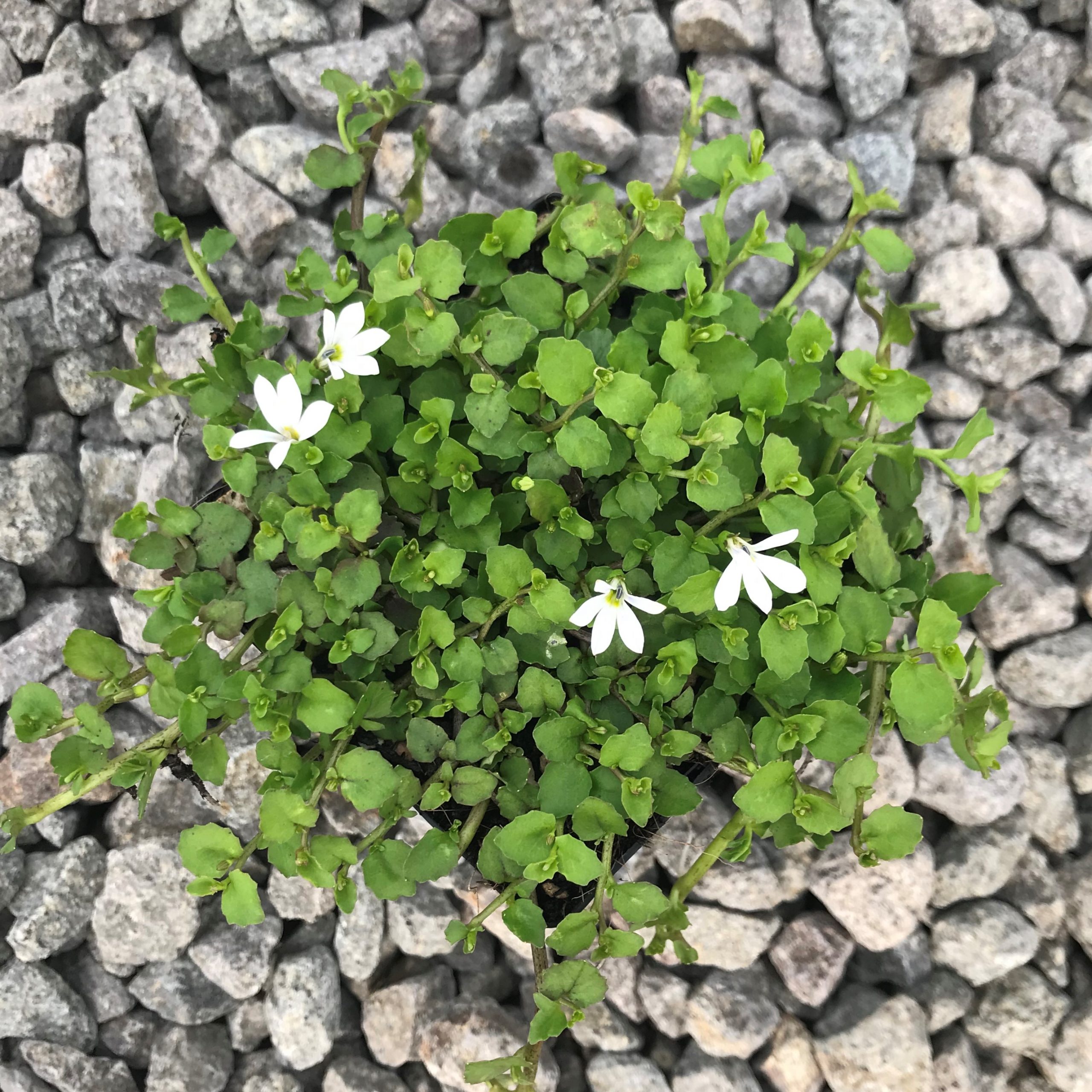 Pratia Angulata White Star Creeper 3 5 Pot Little Prince Of 