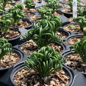 Caring for Frizzle Sizzle Albuca Spiralis