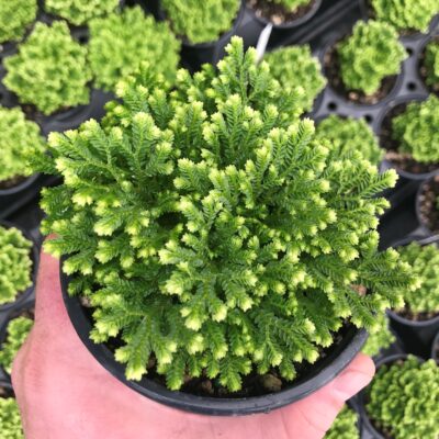 Selaginella kraussiana - Green Spikemoss