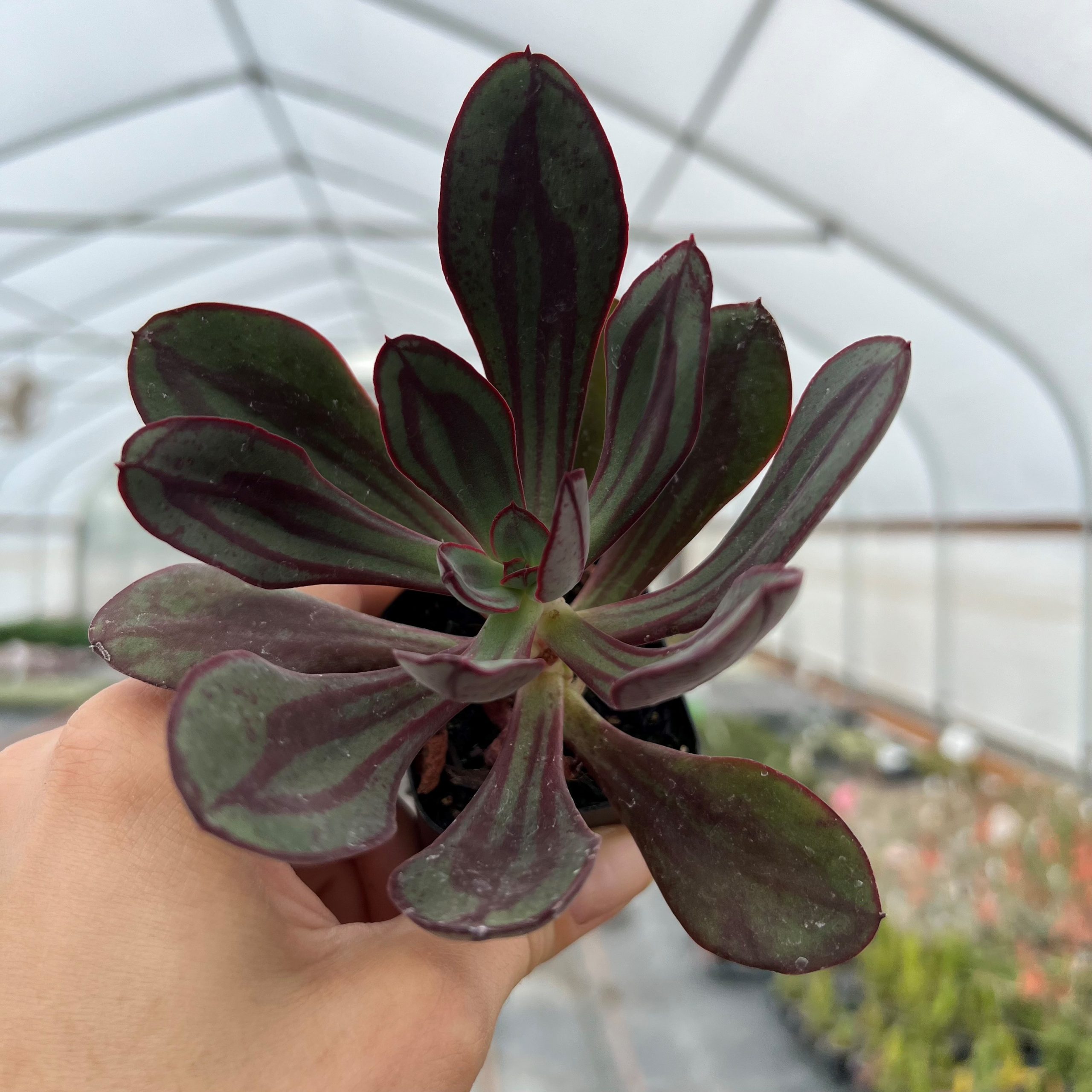 Echeveria nodulosa - Painted Echeveria (2" Pot)