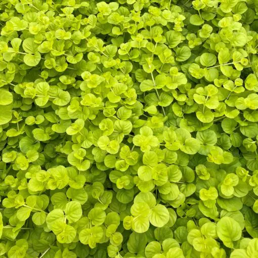 creeping jenny ground cover