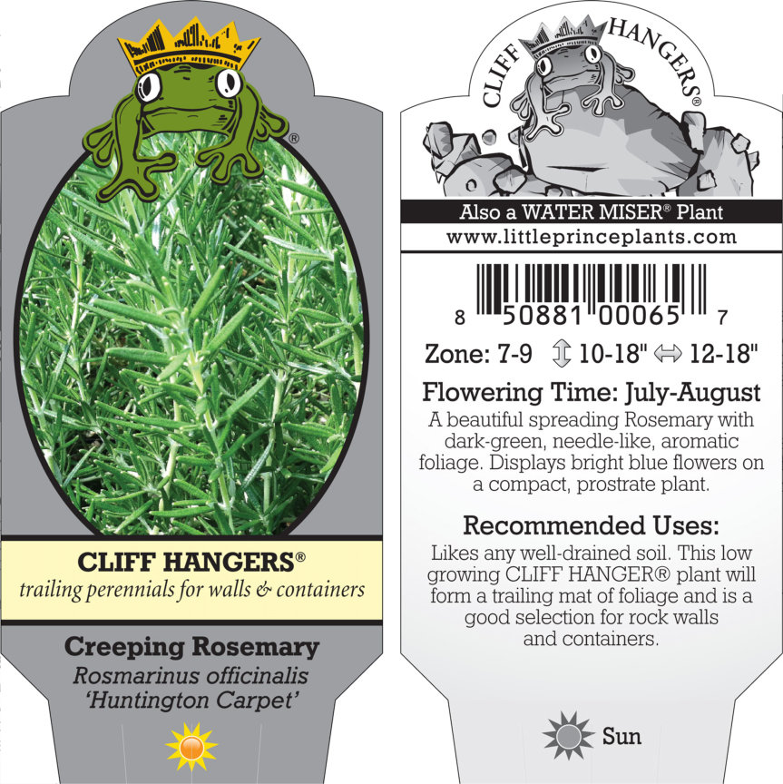 Rosmarinus officinalis 'Huntington Carpet' - Creeping Rosemary (3.5 Pot) |  Little Prince To Go