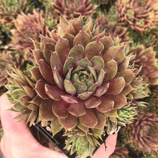 SEMPERVIVUMS HEN & CHICK FAIRY ROCK GARDEN COLD HARDY FULL SUN ROOTED STAY SMALL 