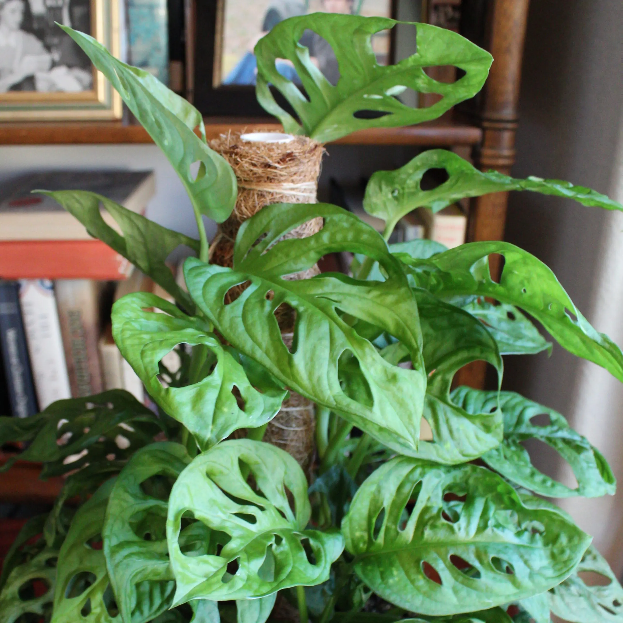philodendron black knight Philodendron Imperial Green - Indoor Plant main image 0