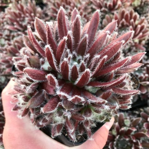 Sempervivum Chick Charms® Cosmic Candy™ (4.5
