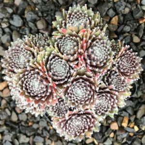 Sempervivum Chick Charms® Cosmic Candy™ (4.5