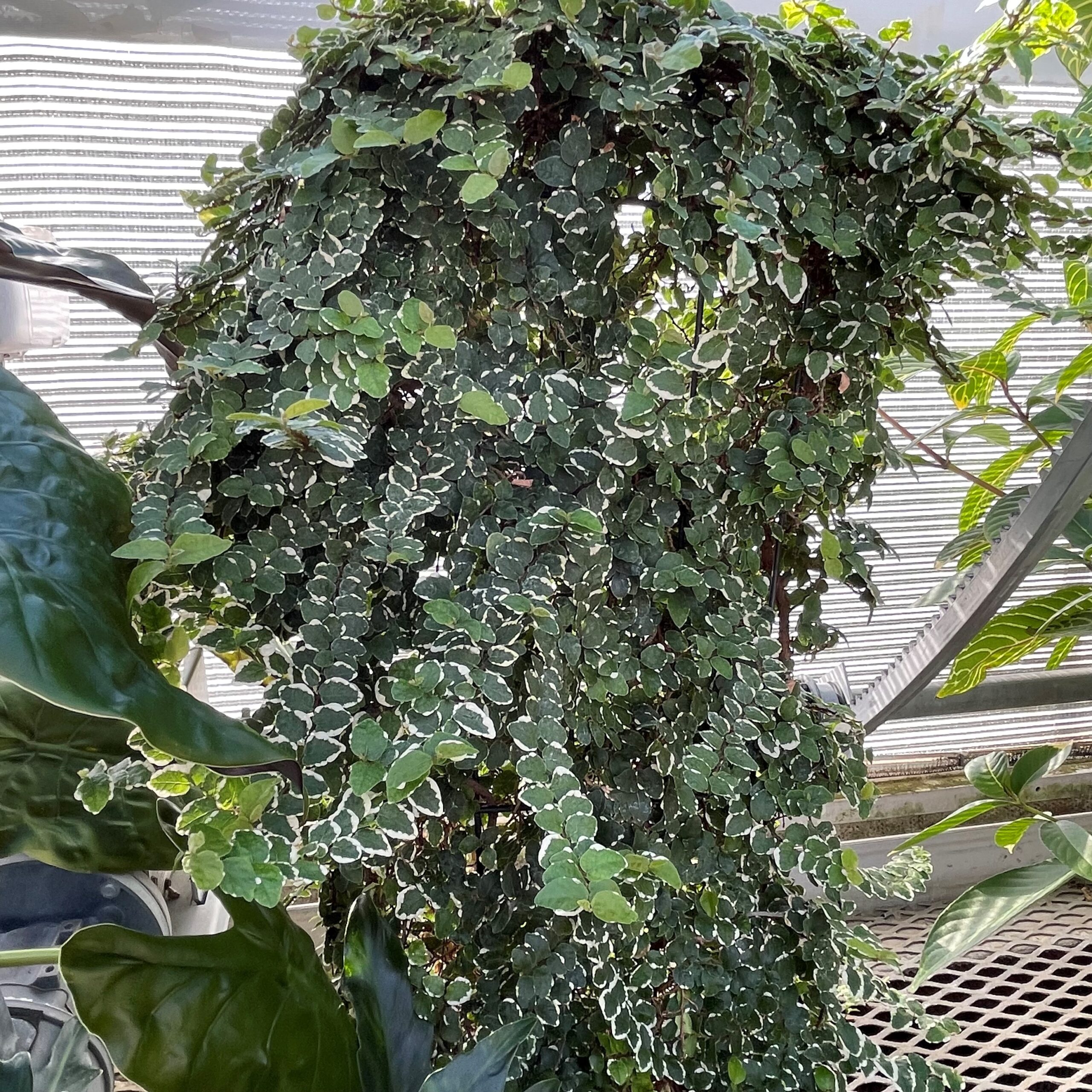 ficus pumila 'variegata' - variegated creeping fig (4.5" pot) | little  prince to go