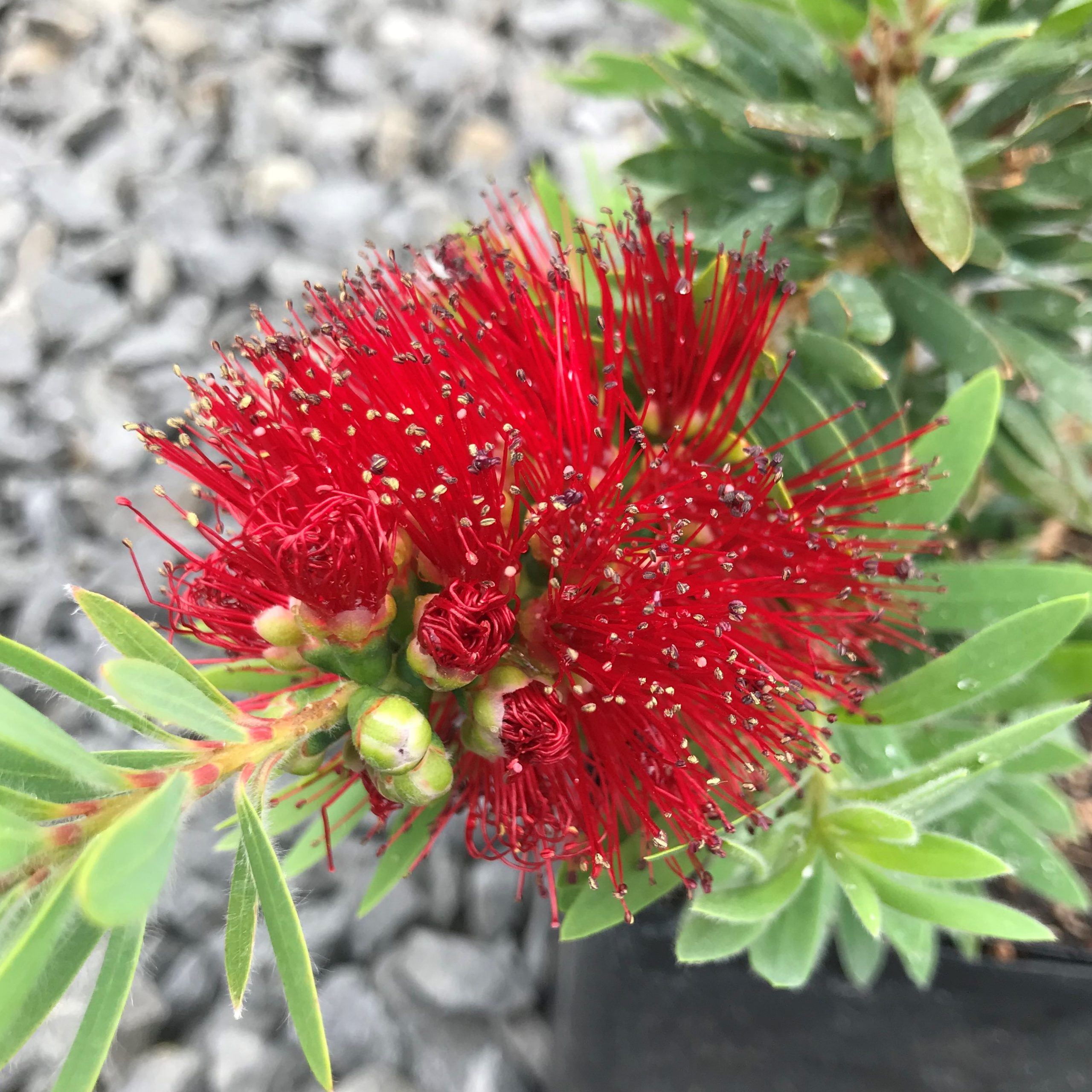 Bottle brush plant care and problems Idea