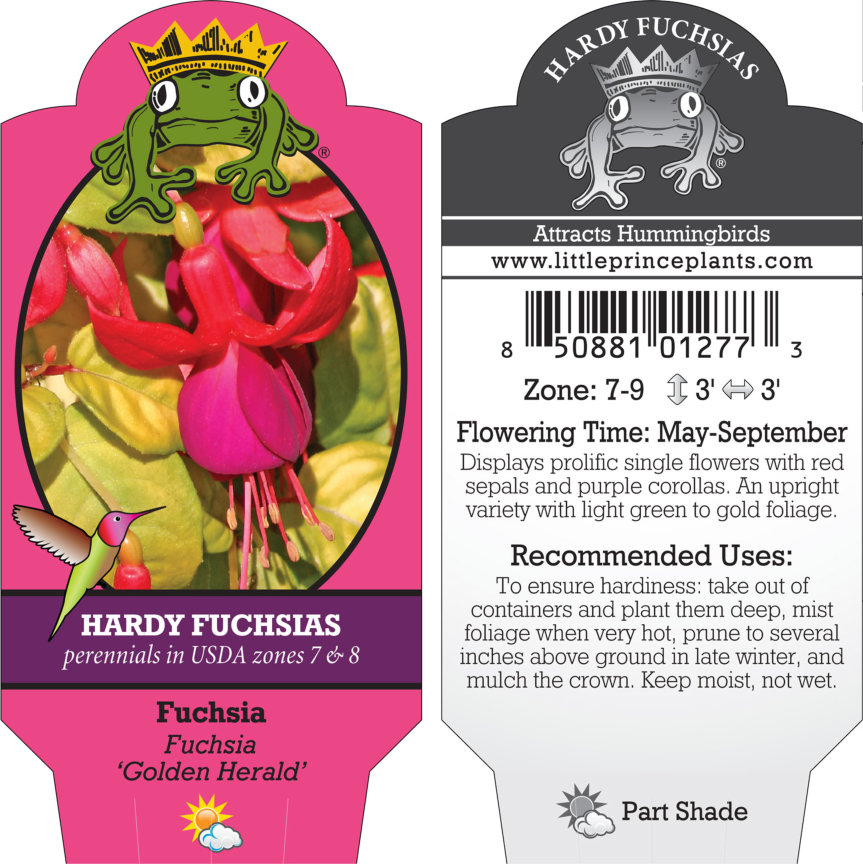 Fuchsia 'Golden Herald' (5.5" Pot) Little Prince To Go