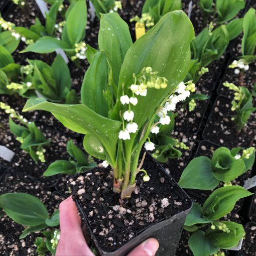 Convallaria Lily of the Valley