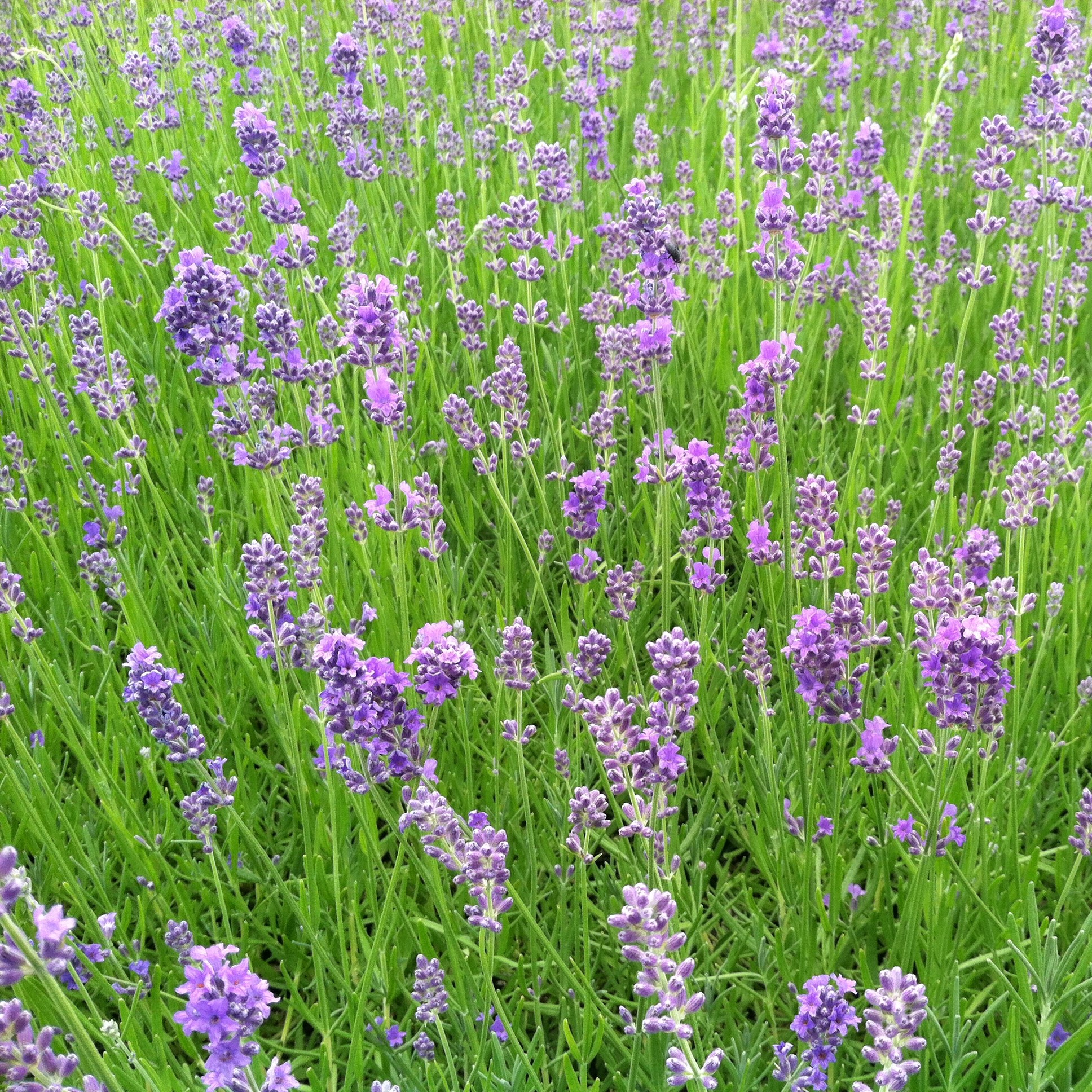 Lavandula Angustifolia Munstead