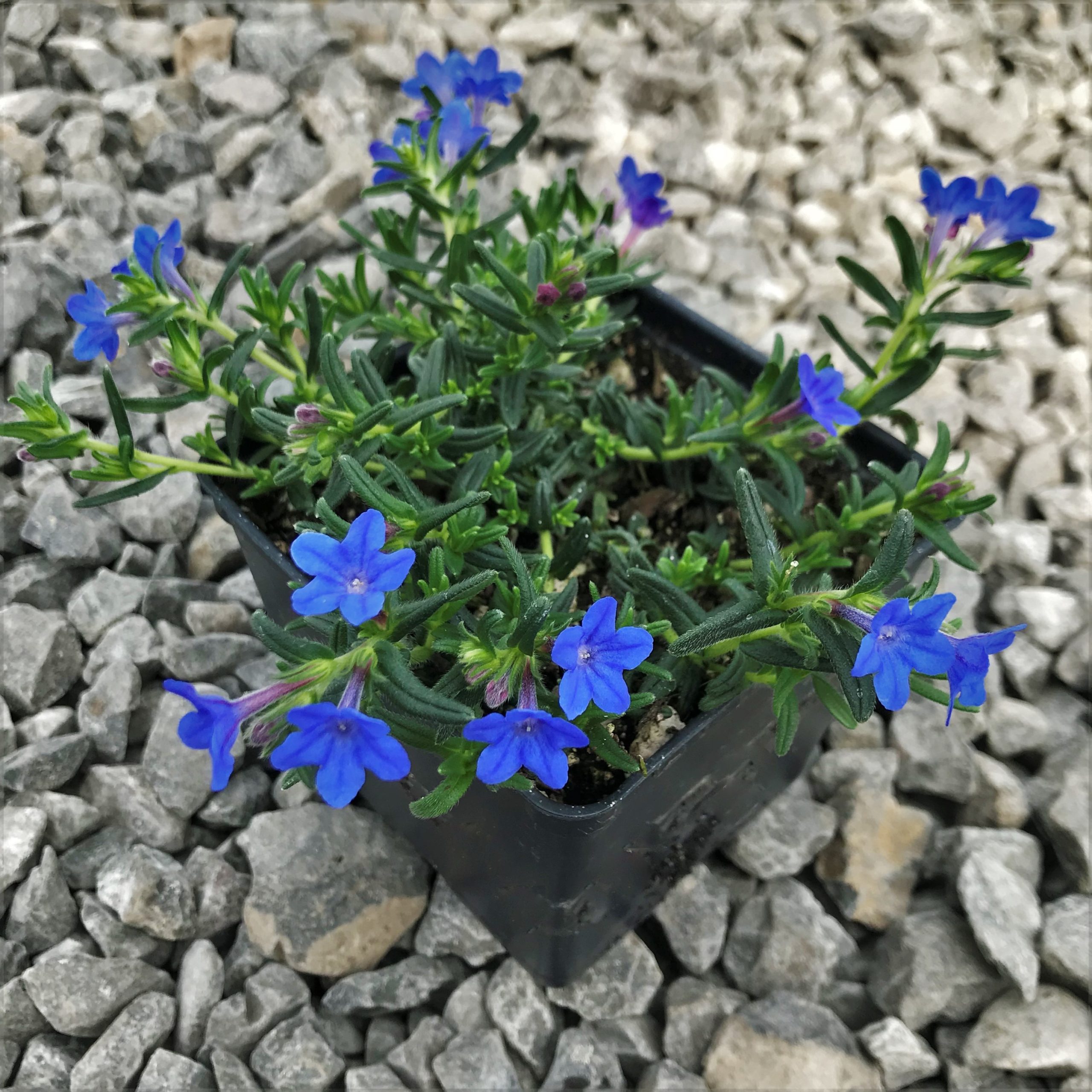 lithodora heavenly blue diffusa plants perennials pot