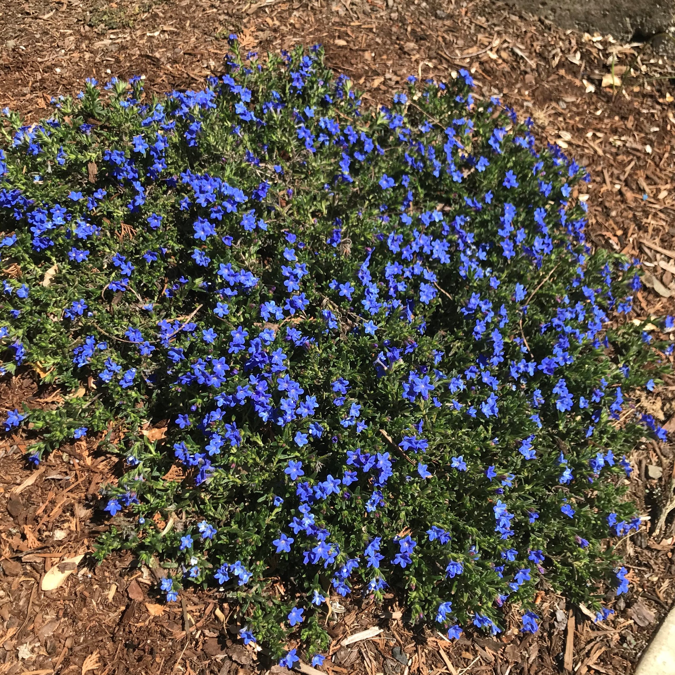 lithodora heavenly blue diffusa plants pot perennials