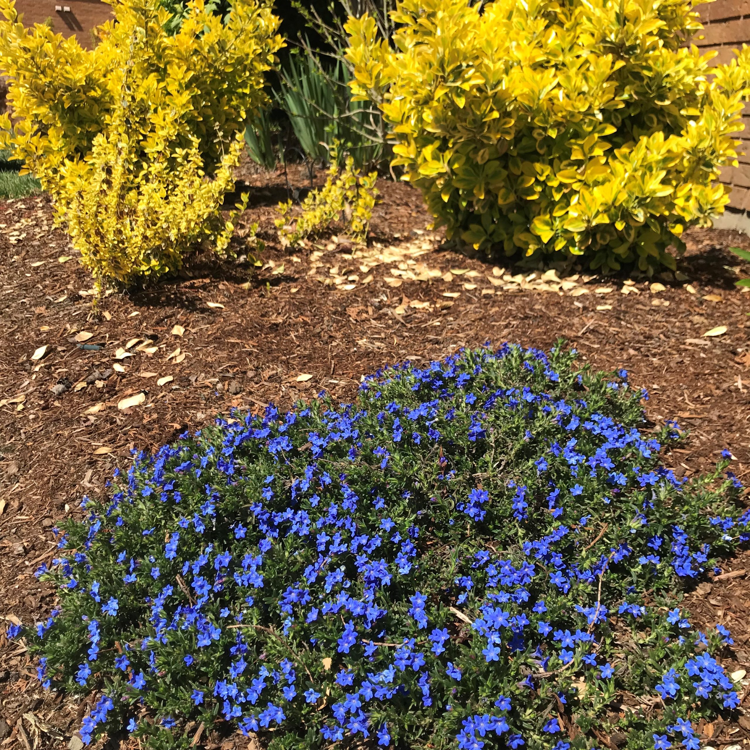lithodora blue heavenly diffusa plants perennials pot