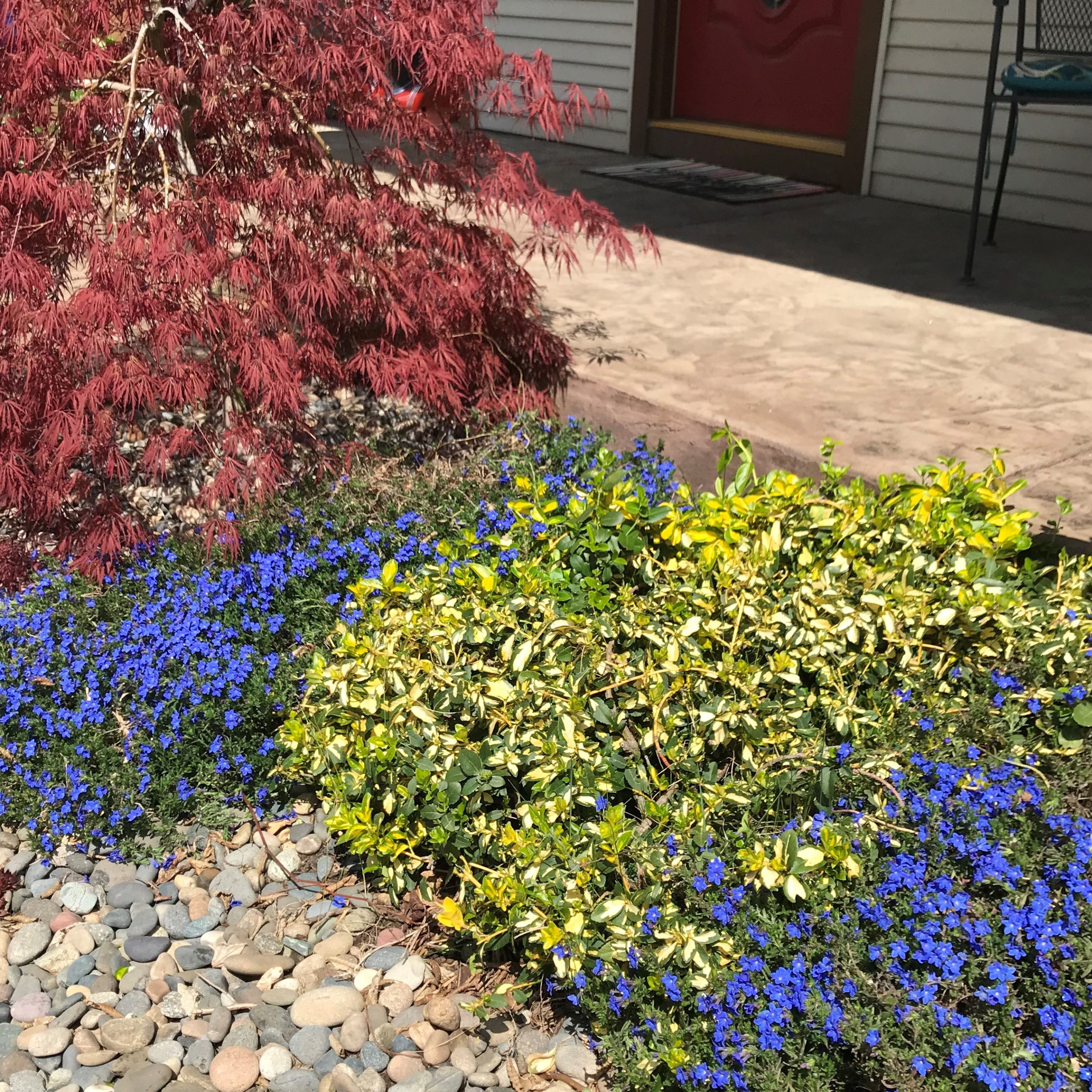 lithodora heavenly blue diffusa plants pot perennials