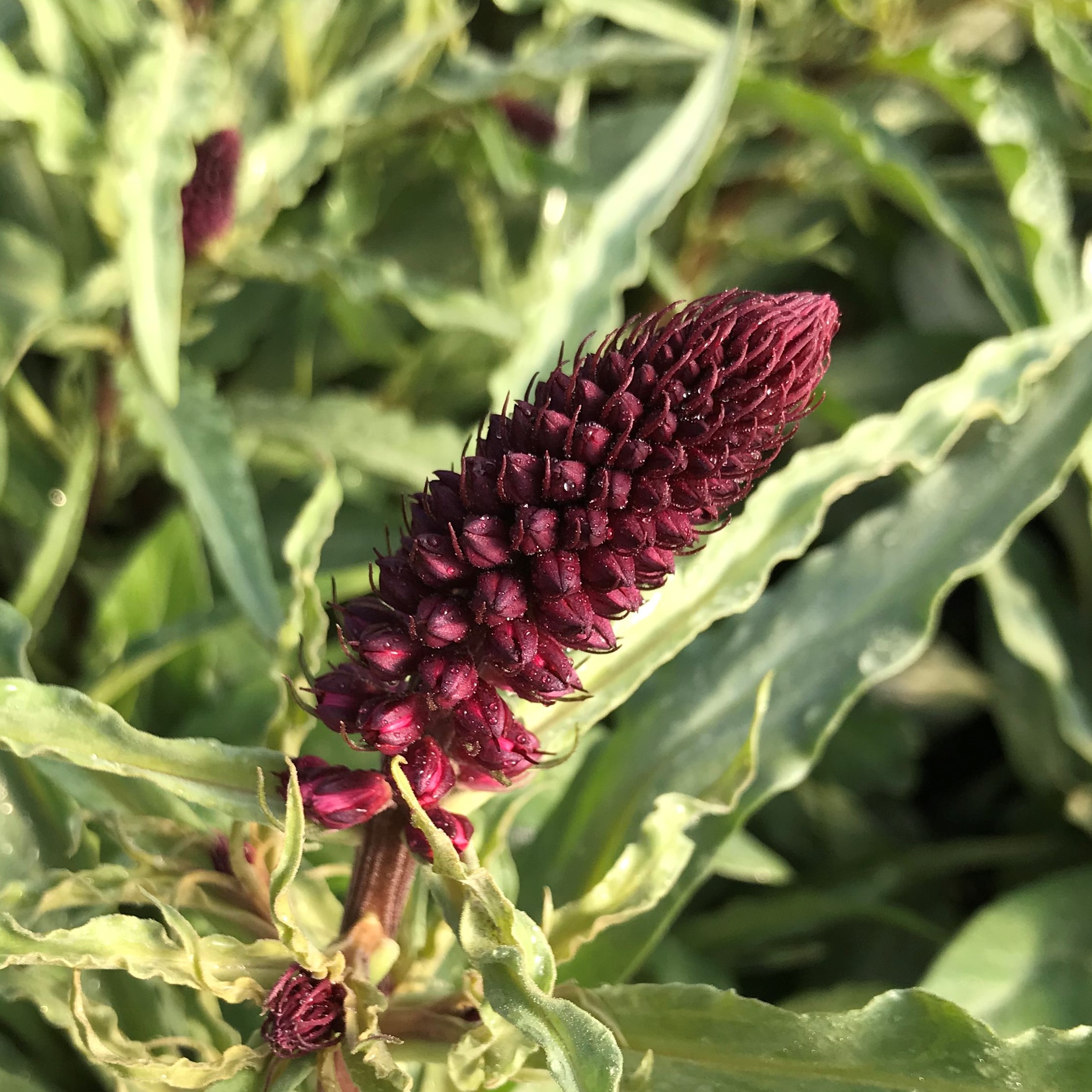 Lysimachia atropurpurea 'Beaujolais'   Moneywort 18.18" Pot   Little Prince  To Go