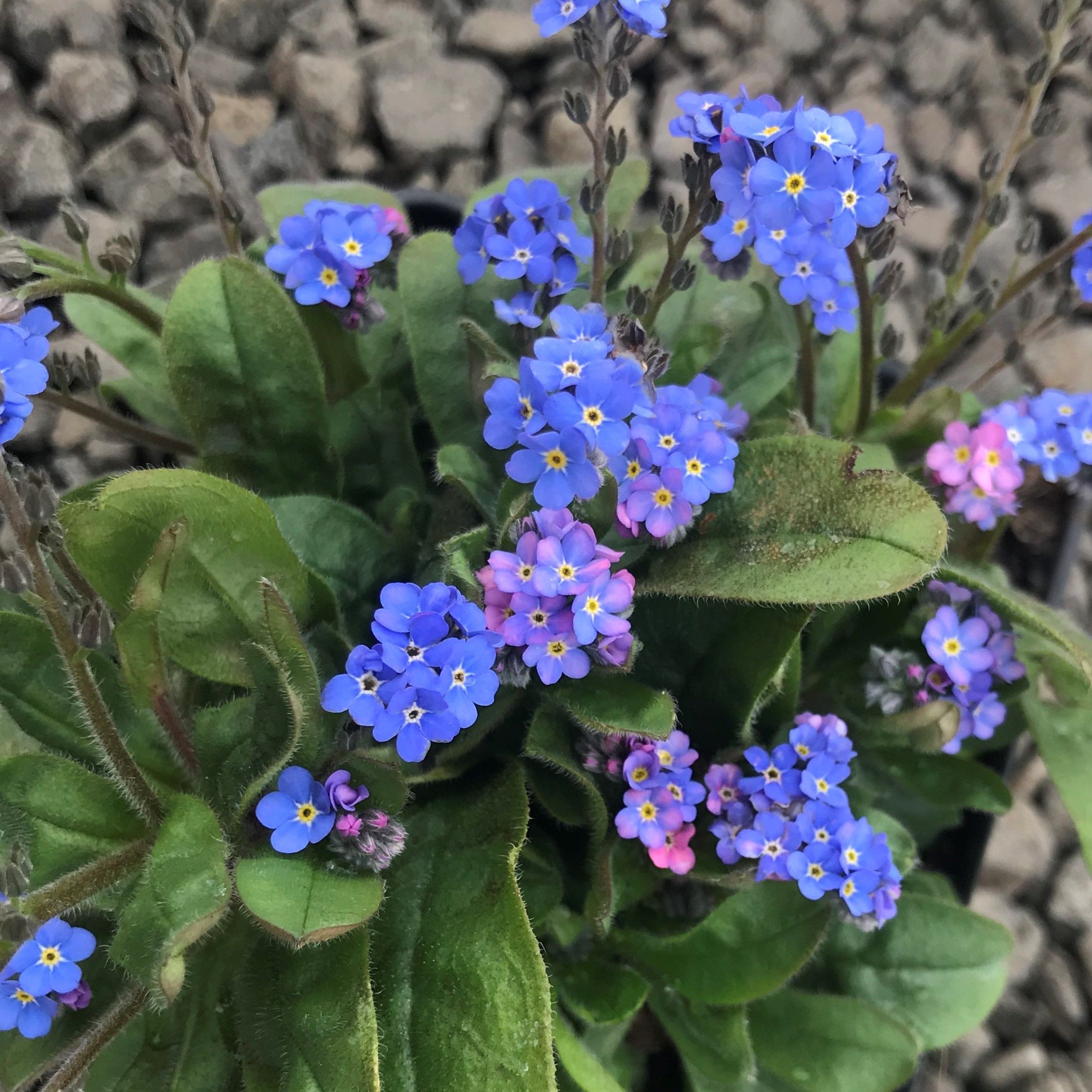 Flowers - Forget-Me-Not