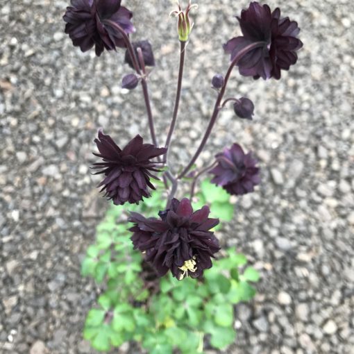 Aquilegia BLACK BARLOW-en pot plante vivace en 9 cm pot