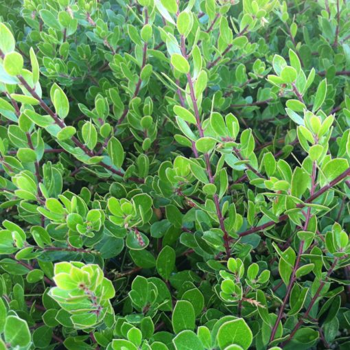 Arctostaphylos uva-ursi 'Emerald Carpet' - Bearberry, Kinnikinnick (3.5 ...