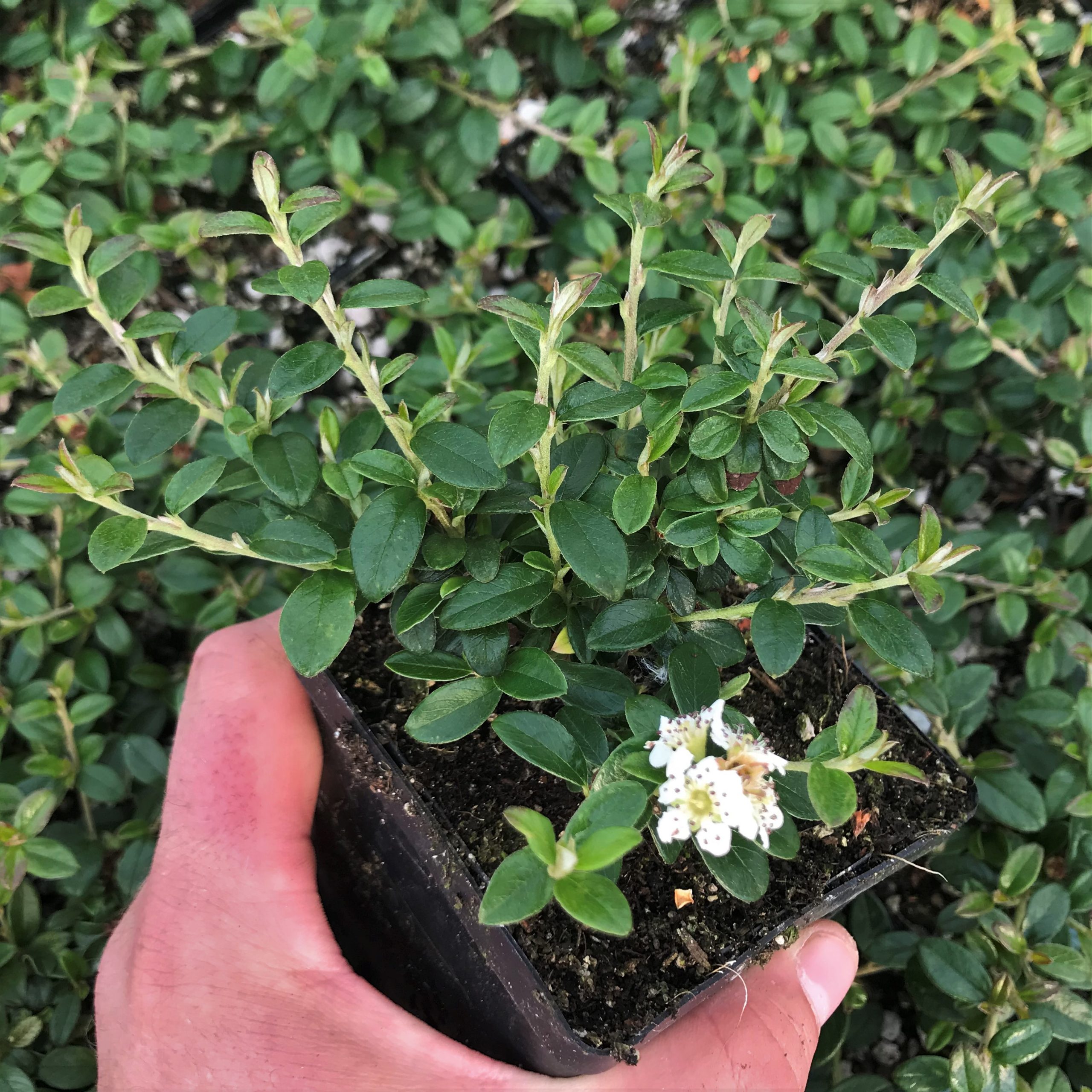 Cotoneaster X Suesicus Emerald Beauty Hardy Swedish Cotoneaster Ppaf 3 5 Pot Little Prince To Go