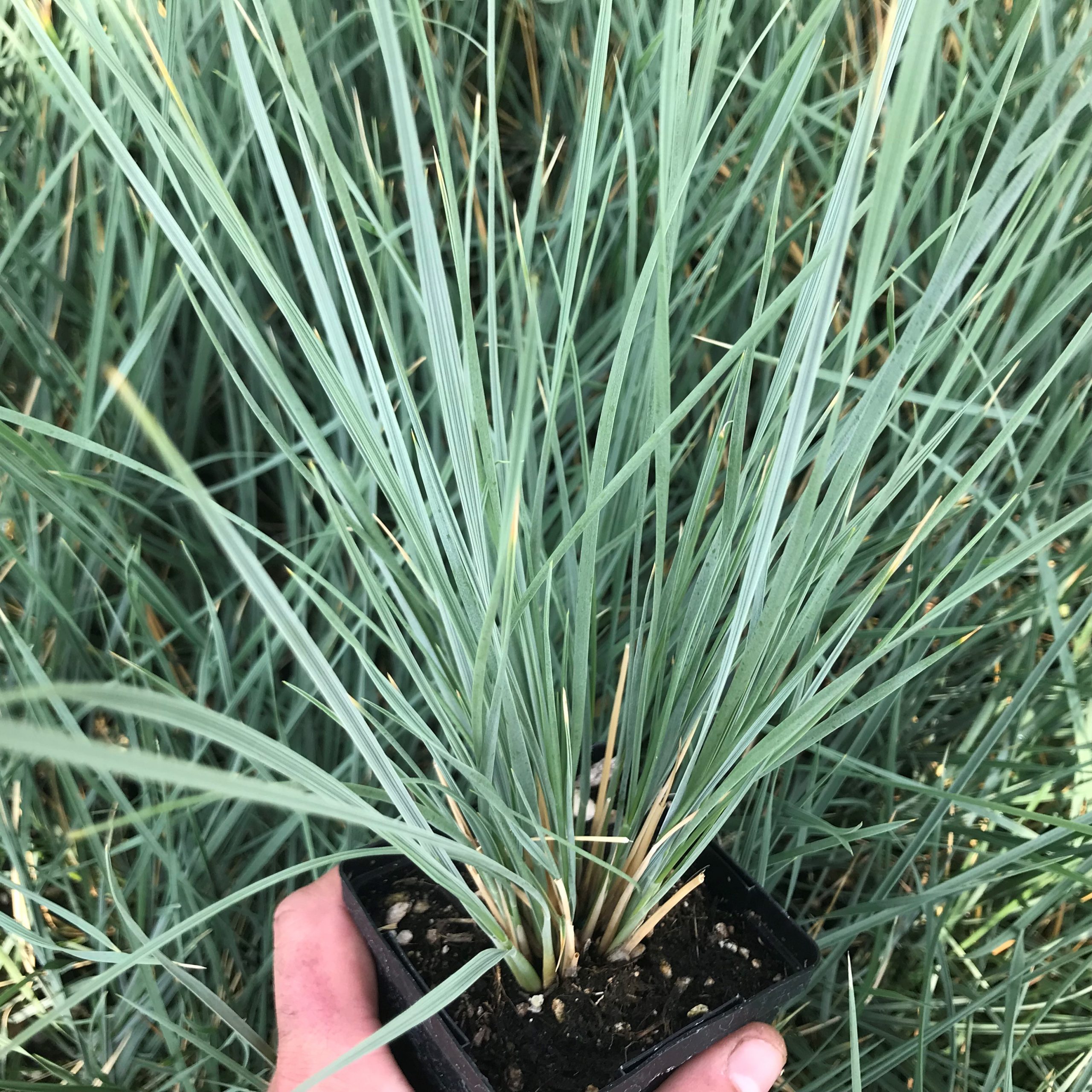 What Is Blue Oat Grass Helictotrichon Sempervirens Sapphire VIEZK What Is Blue Oat Grass Helictotrichon Sempervirens Sapphire VIEZK