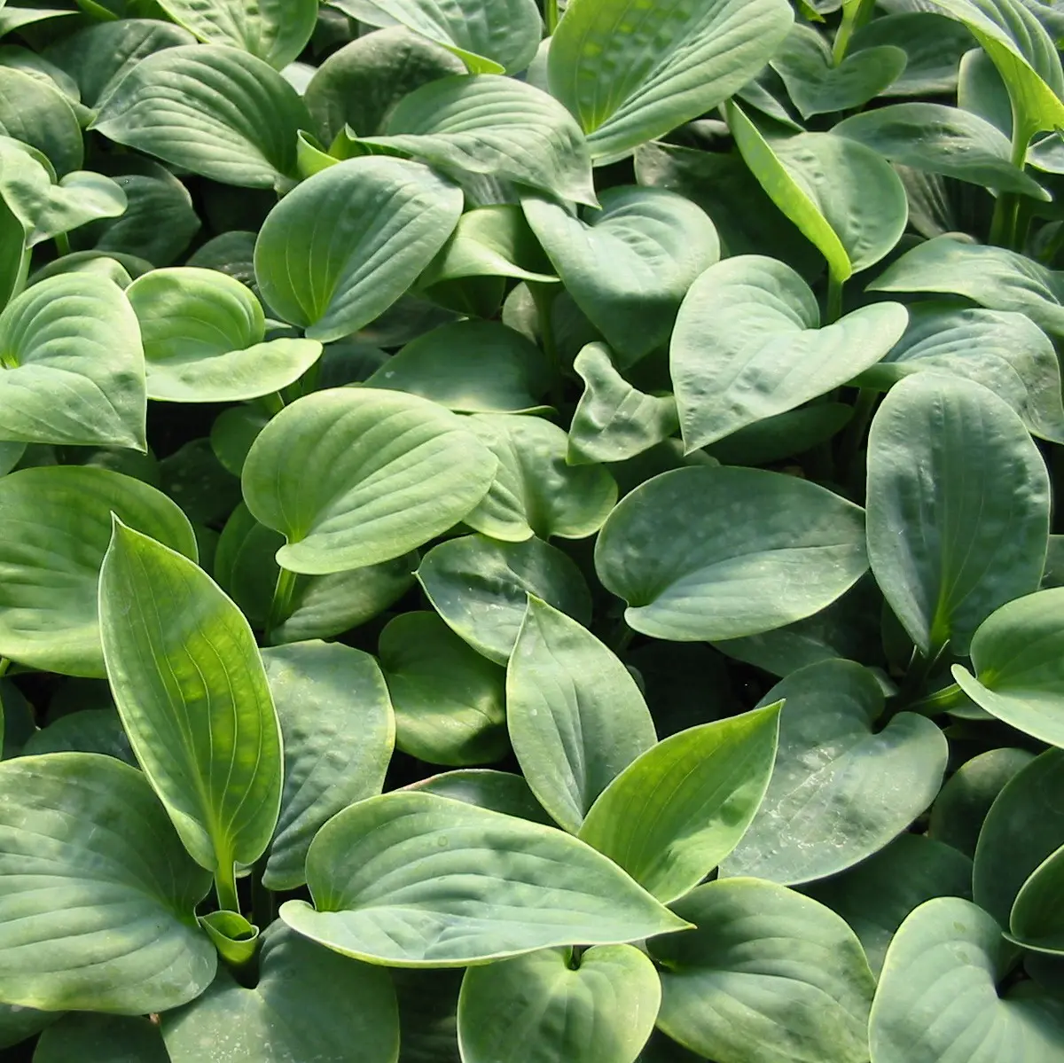 サボテン　ahpl Nepenthes spathulata X spectabilis 'Helen' (small) – Jordan's Jungle