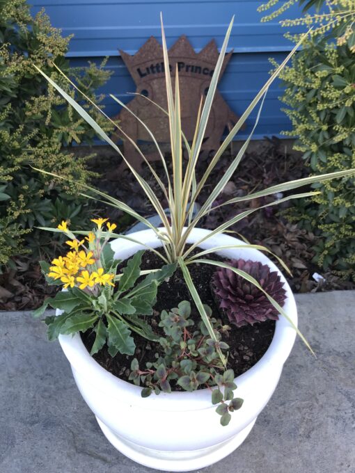 Cordyline Torbay Dazzler container