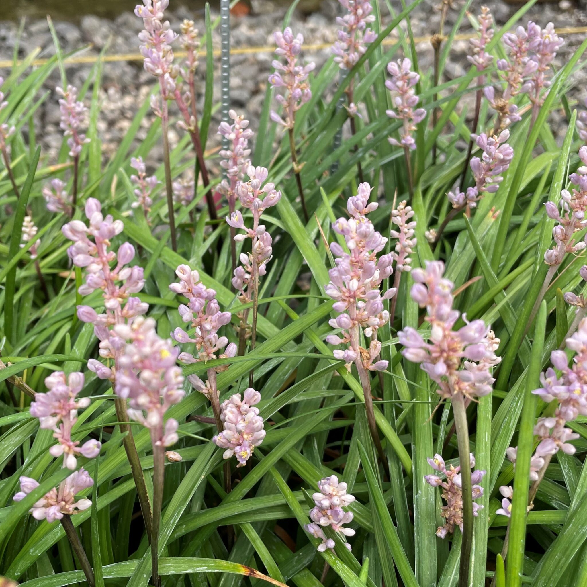 Liriope muscari 'LIRF' Isabella™ - Dwarf Lilyturf USPP #20,622 (3.5 ...