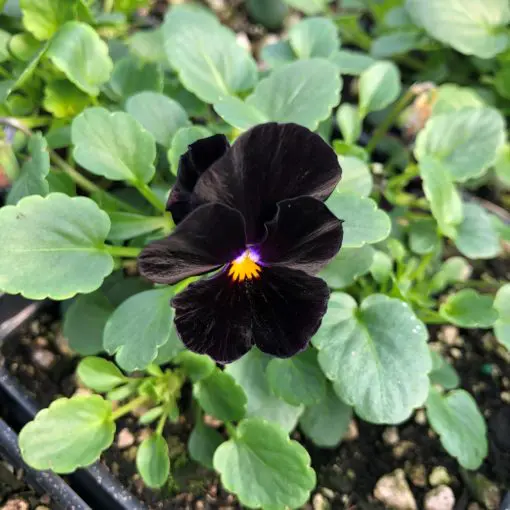 Viola cornuta 'Back to Black' - Horned Violet (4