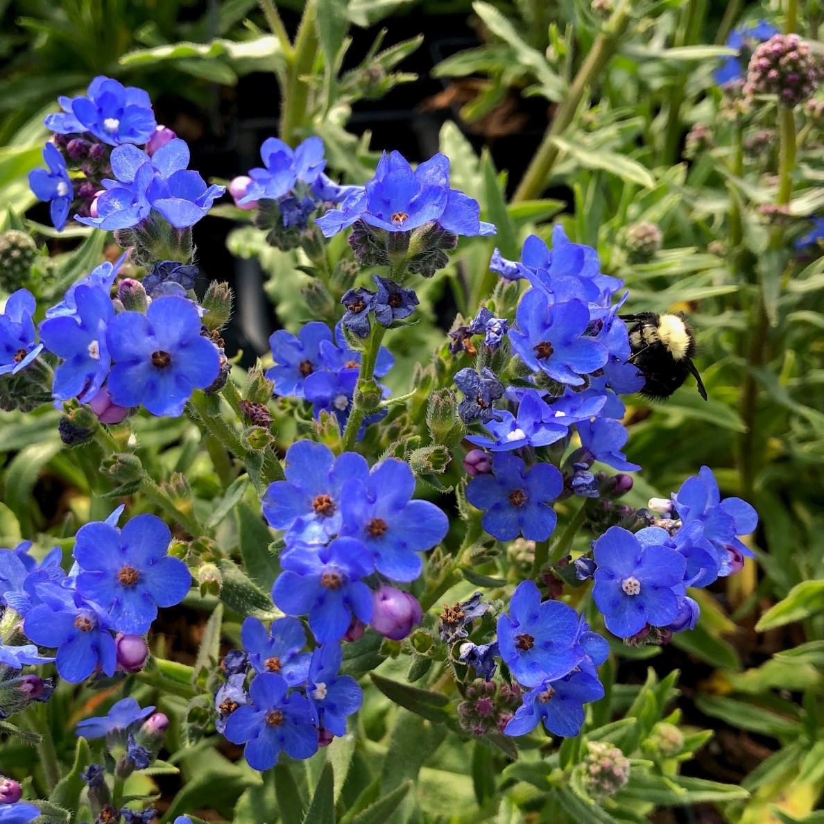 Anchusa capensis Blue Angel    1,000 seeds  Need More Ask